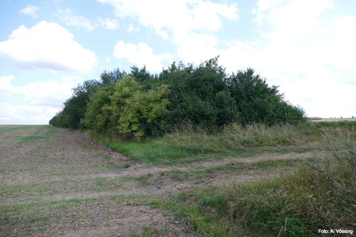 15-year-old hedge near the Criewen Vorwerk