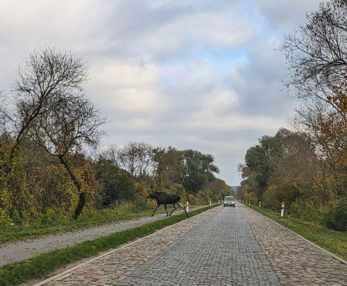 Elchkuh zwischen Greifenhagen (Gryfino) und Mescherin am 25.10.2023 (Foto: Łukasz Ławicki)