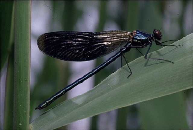 Prachtlibelle (Foto: B. Grimm)