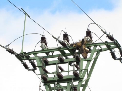 Uhu als Stromschlagopfer in einem Mittelspannungsmast (Foto: Lutz Dalbeck)