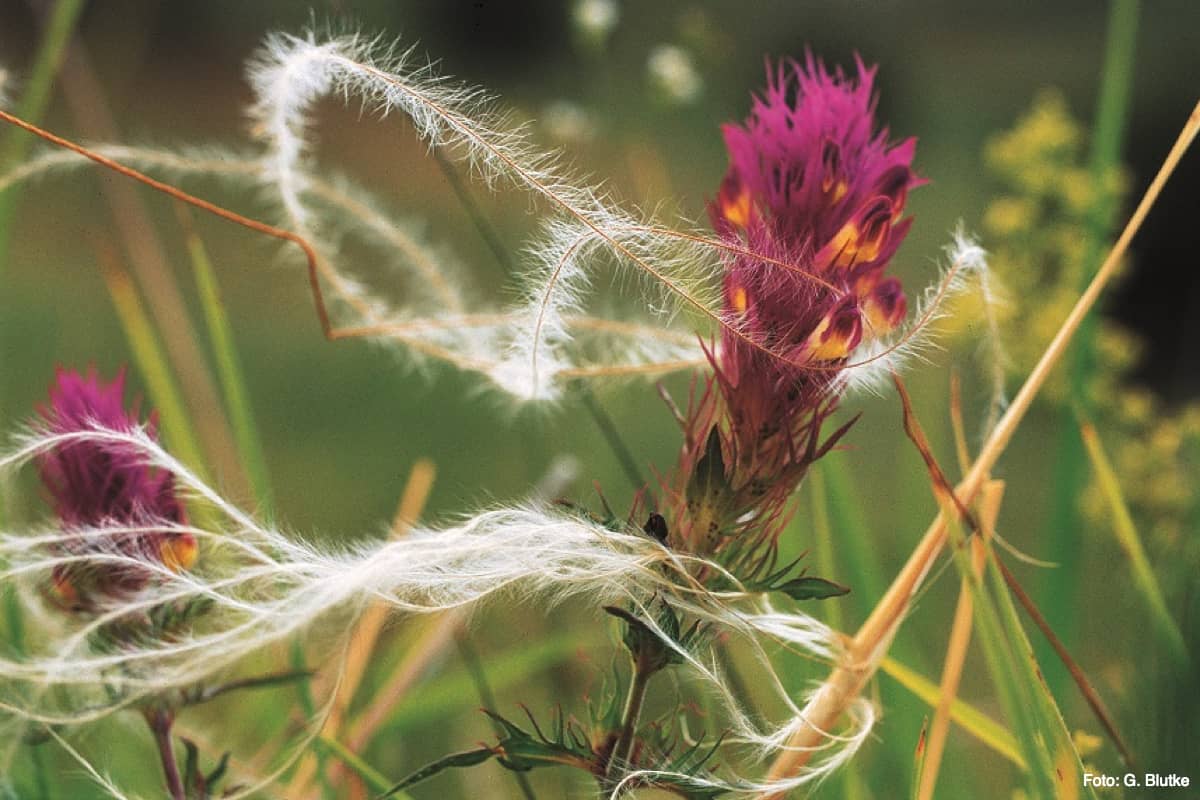 Field quail wheat (Photo: G. Blutke)