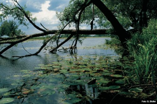 Altarm bei Criewen