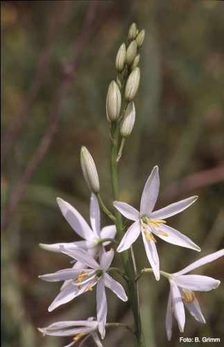 Knotless grass lily