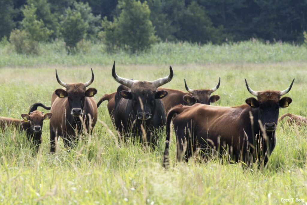 Auerochsen im Nationalpark Unteres Odertal