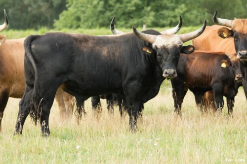 Aurochs bull in the Lower Oder Valley National Park