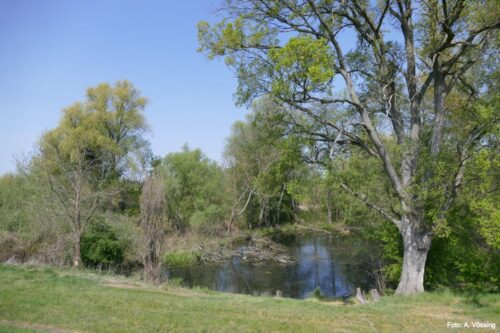 Alluvial forest near Criewen