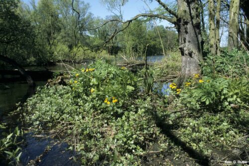 Riparian forest in spring