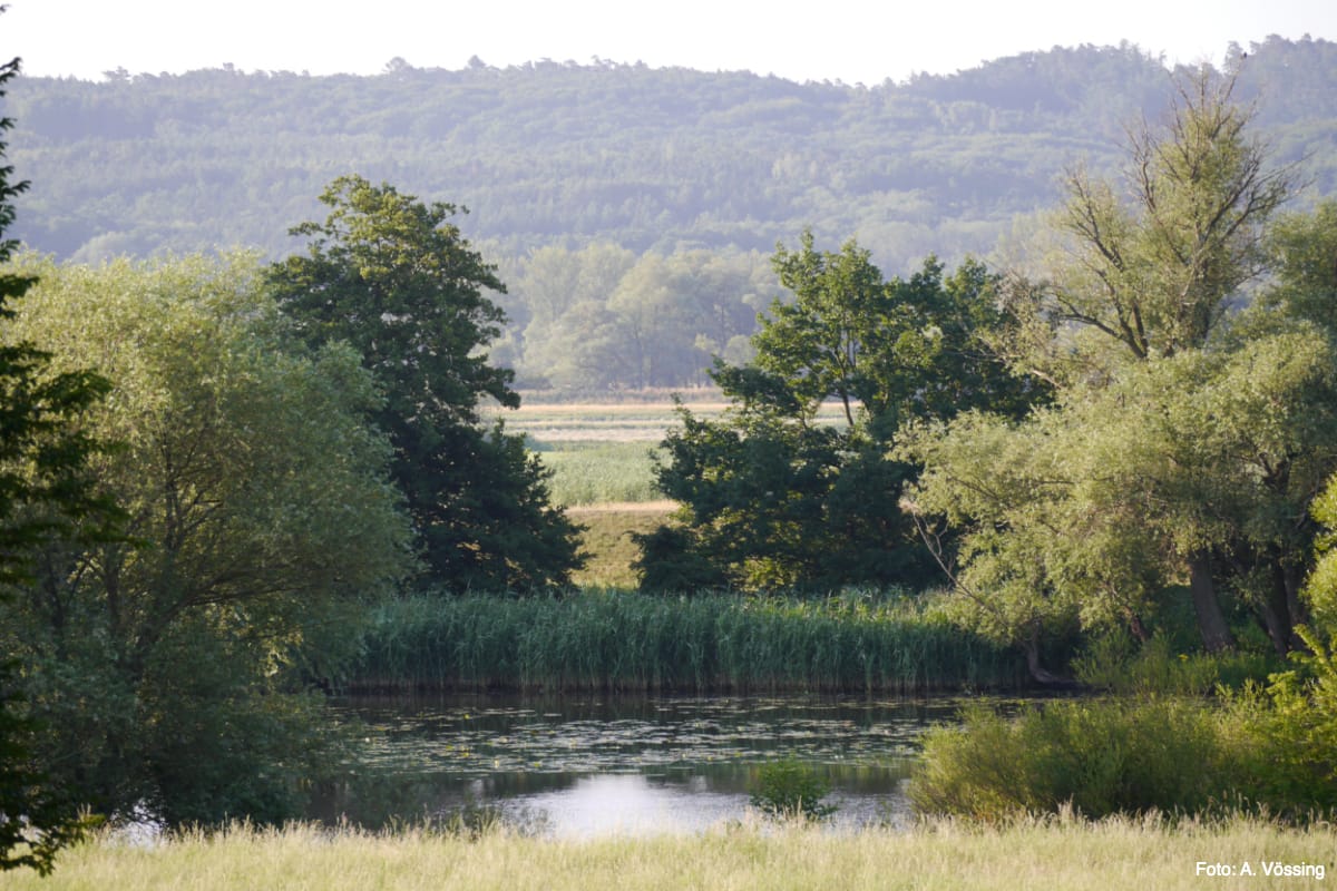 Criewener Polder (A), Hohensaaten-Friedrichsthaler Wasserstraße (Foto: A. Vössing)