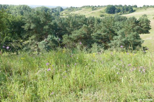 Flowering dry grass near Mescherin