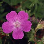 Blood-red cranesbill