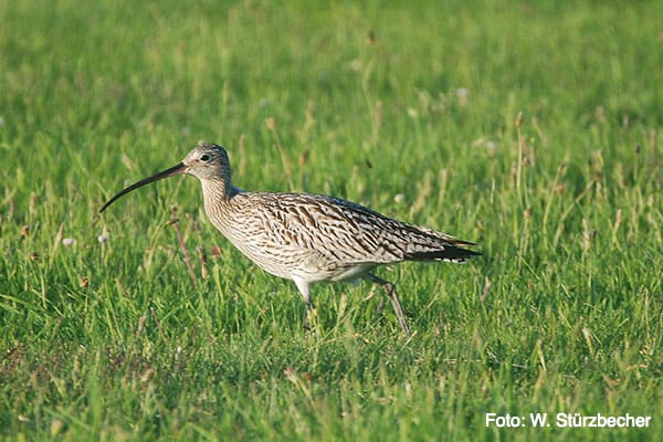 Great curlew