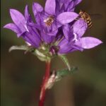 Clump bellflower