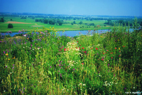 Colorful wildflower meadow