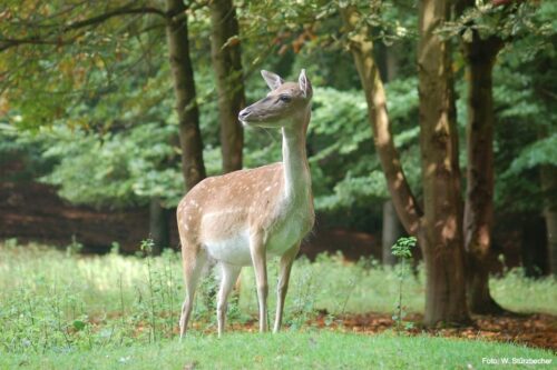 Fallow deer