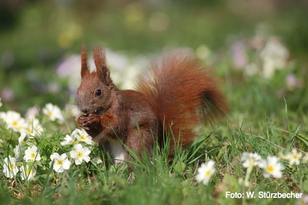 Eichhörnchen (Foto: W. Stürzbecher)