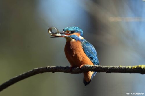 Kingfisher