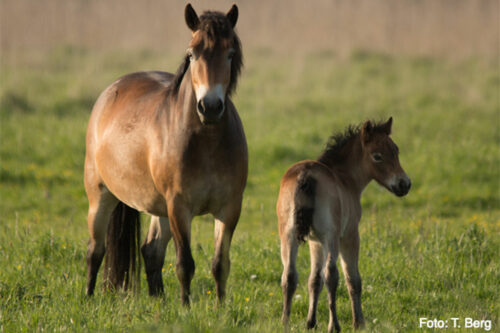 Exmoor-Pony mit Fohlen