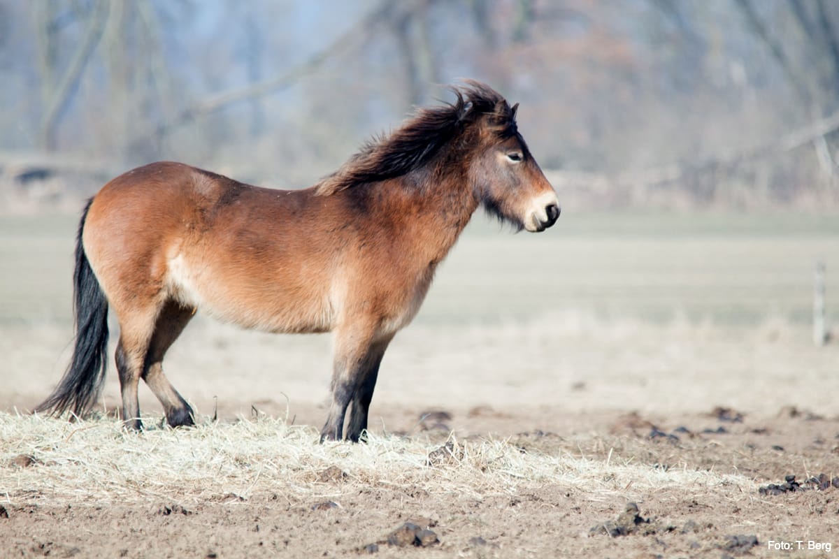 Exmoorponys im Nationalpark Unteres Odertal