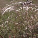 Feather grass on Geesower Hill