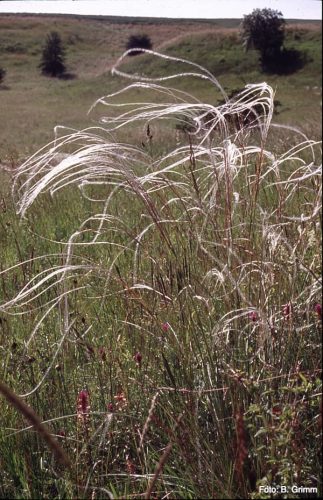 Feather grass