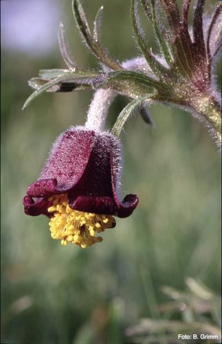 Spring Pasque Flower