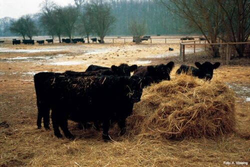 Galloway cattle