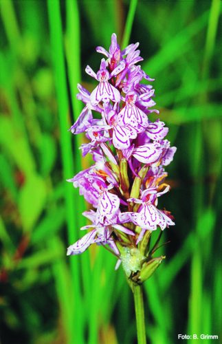 Spotted orchid