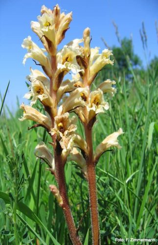 Yellow arum