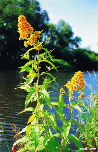 Common loosestrife