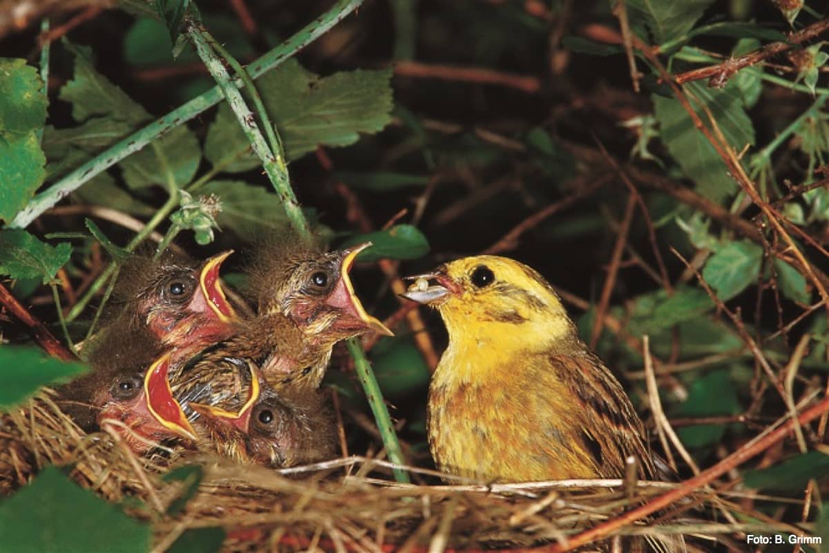 Yellowhammer, Photo: B. Grimm