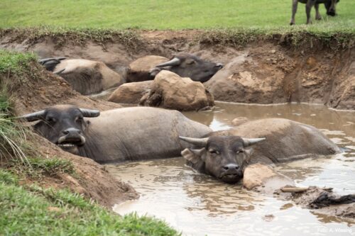 Domestic water buffalo in Burma
