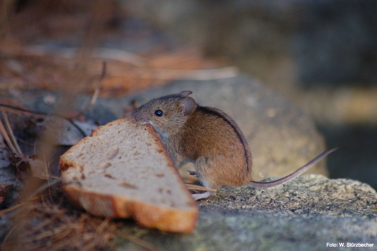 Mouse, photo: Stürzbecher
