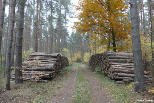 Intensive Holzwirtschaft