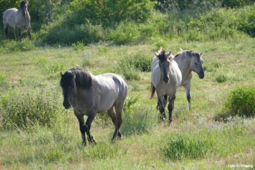 Koniks in the Lower Oder Valley National Park