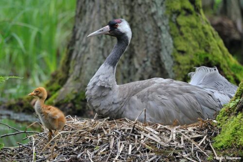 Crane with chick