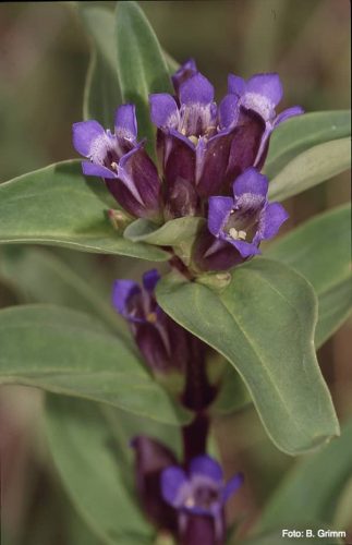 Cross gentian