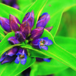 Cross gentian