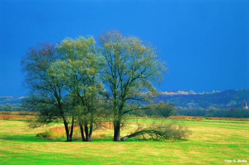 Krajobraz w dolinie Odry