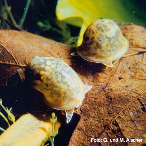 Mantle snails graze on the sunken oak leaf