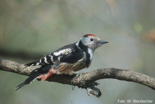 Middle woodpecker