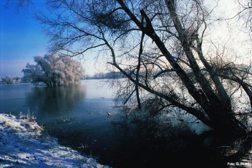 Mokry polder zimą