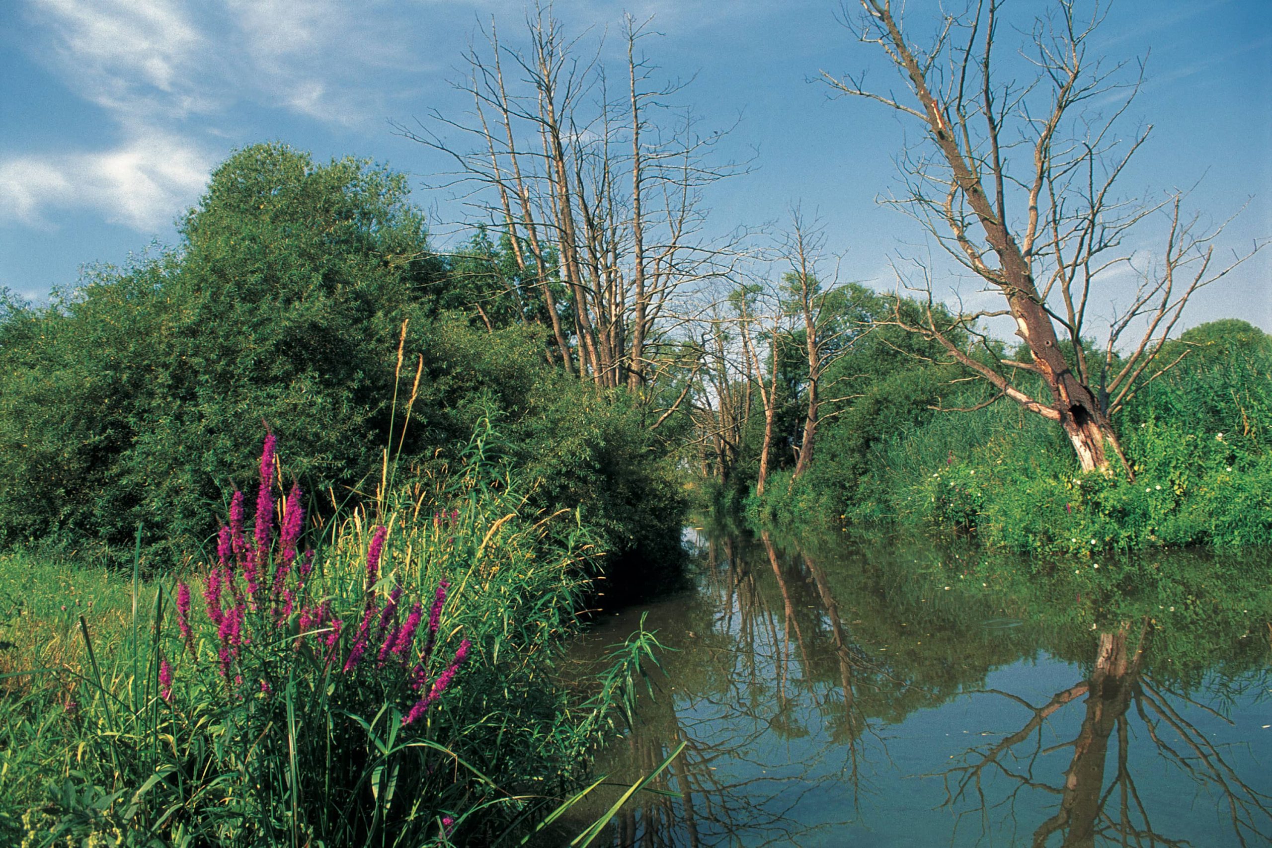 Landscape in the Lower Oder Valley National Park