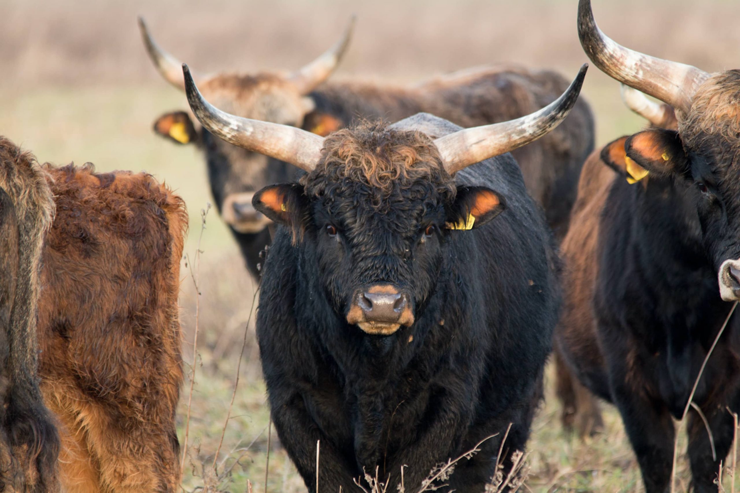 Aurochs in the Lower Oder Valley National Park