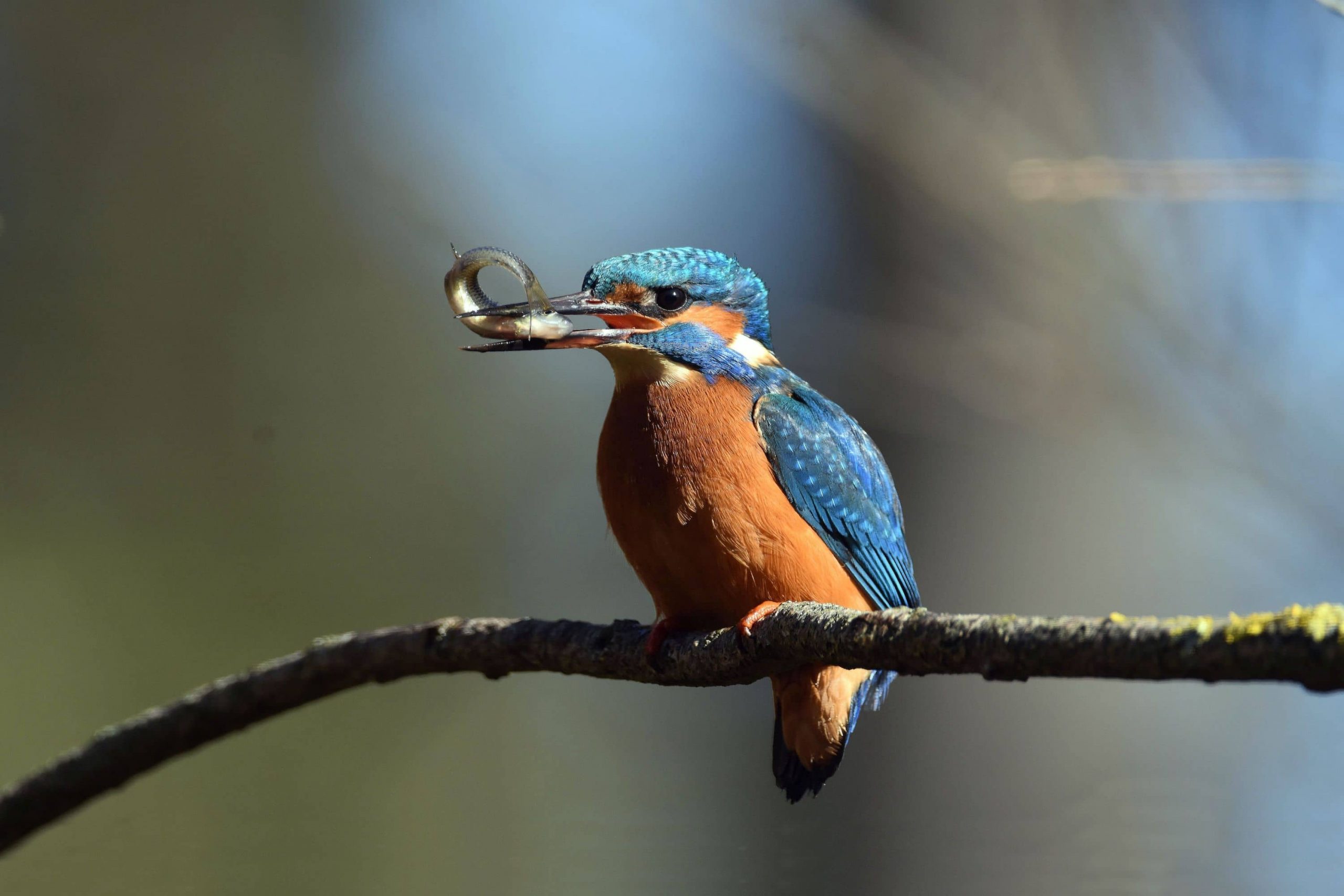 Kingfisher in the Lower Oder Valley National Park