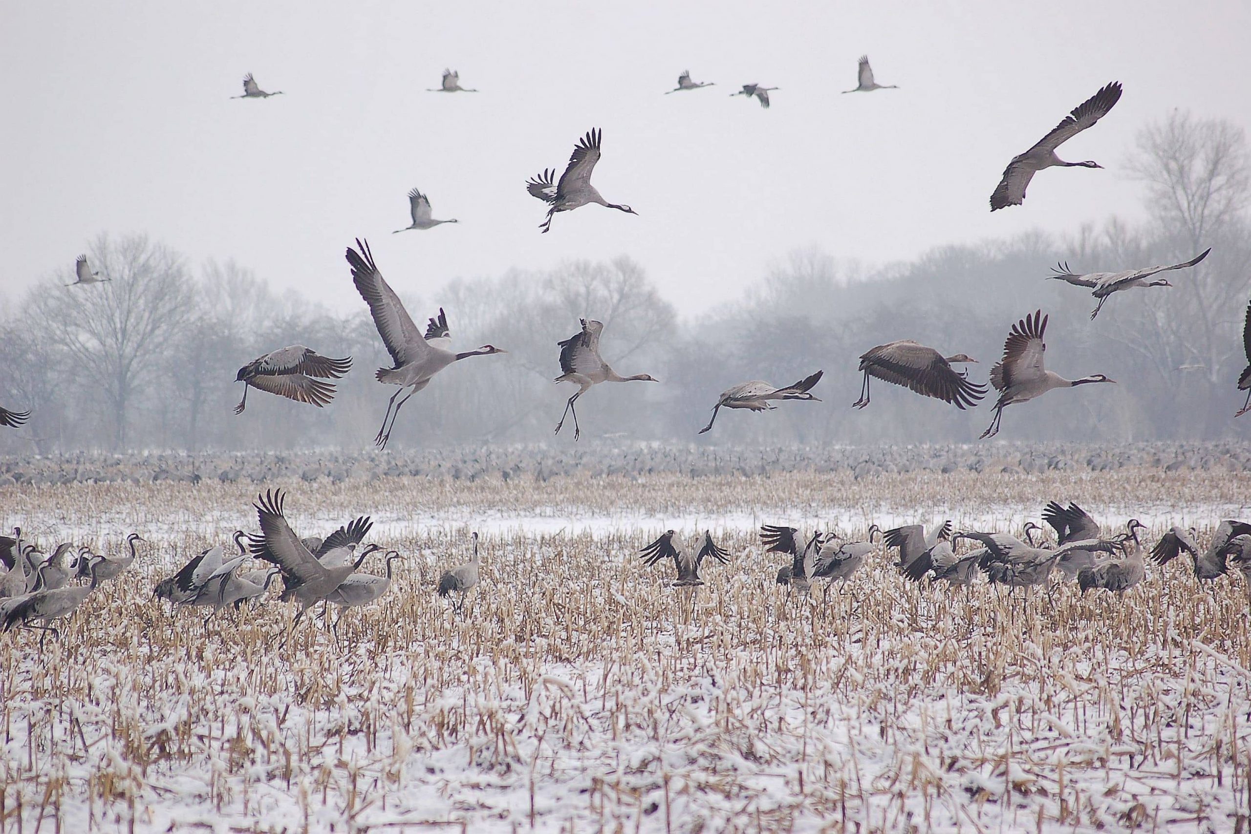 Cranes in the Lower Oder Valley National Park