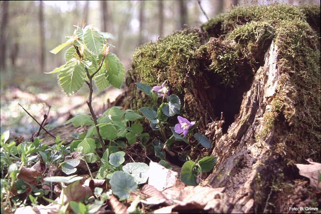 Naturverjüngung im Nationalpark Unteres Odertal