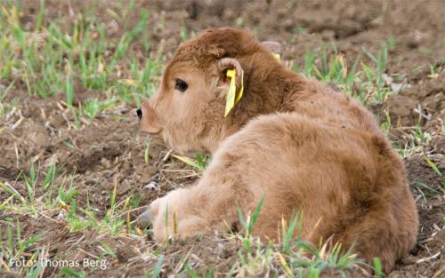 Odoaker das erst Kalb