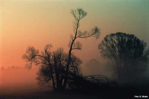 Polder in the fog