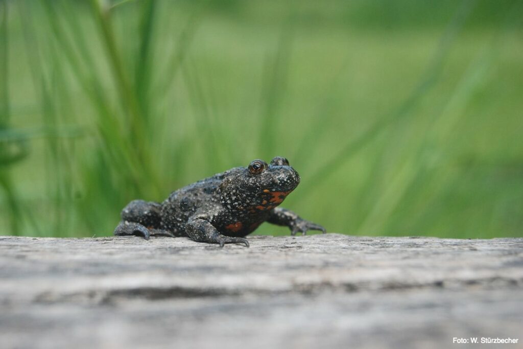 Fire-bellied toad in the Lower Oder Valley National Park