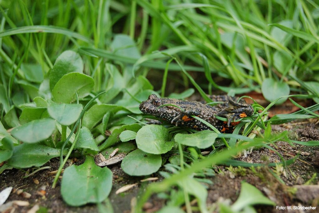 Fire-bellied toad